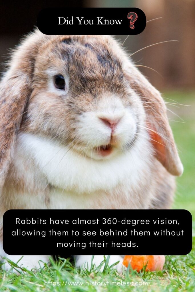 Facts About Bunny