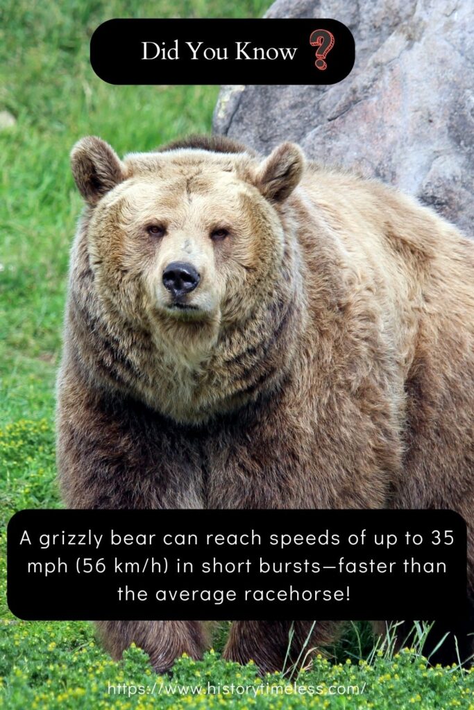 facts about bears