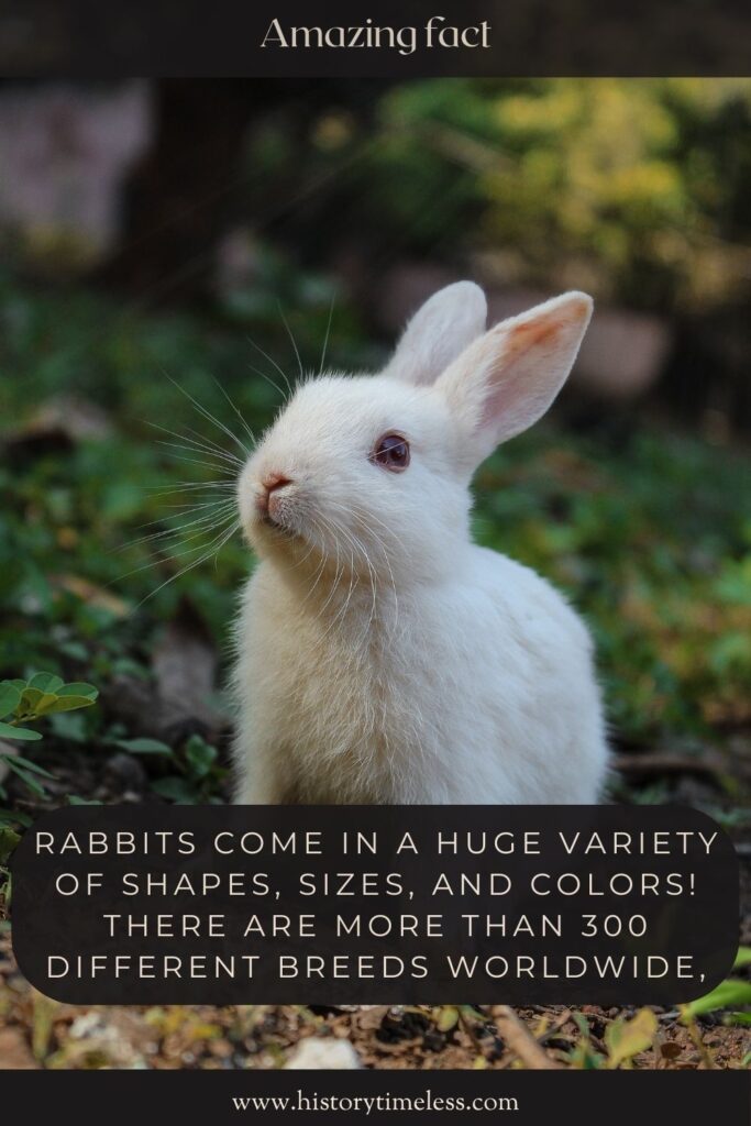 Facts About Bunny
