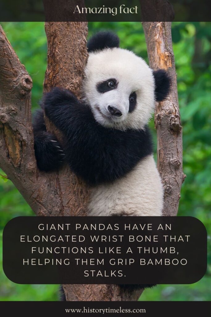 facts about bears