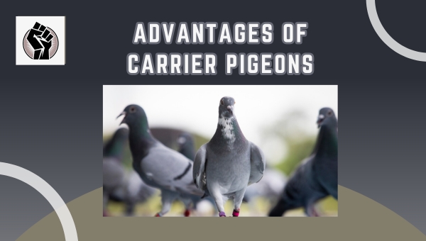 Advantages Of Carrier Pigeons