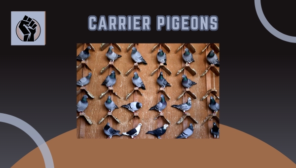 Carrier Pigeons