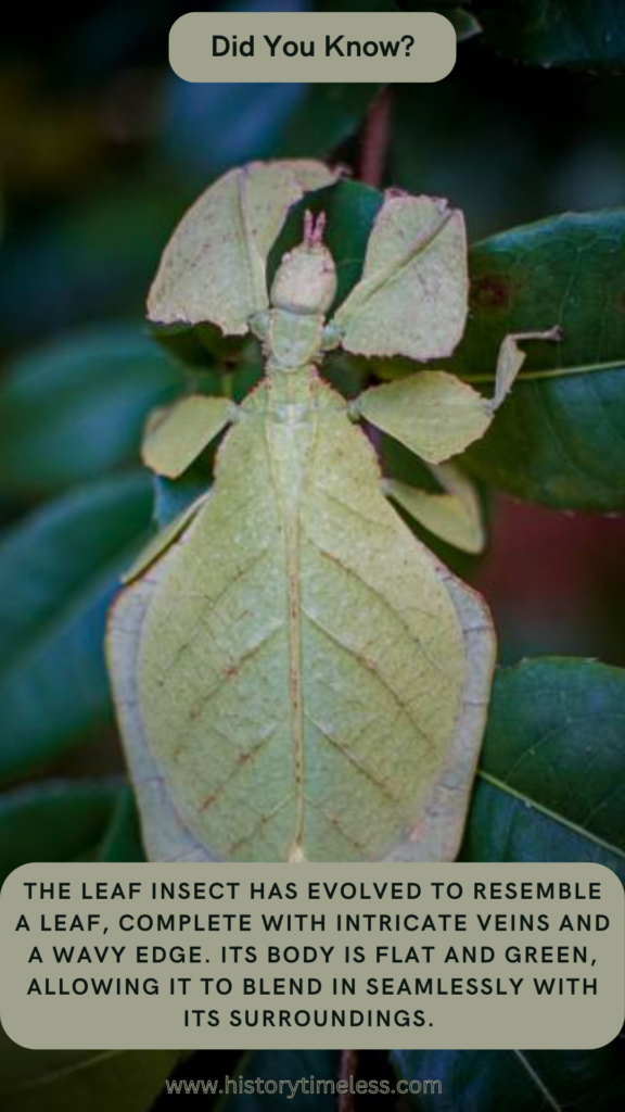 Brilliant Ways Camouflage Works in Nature