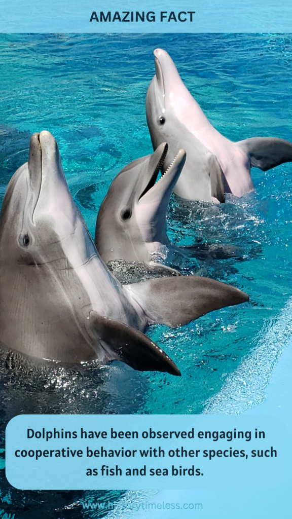 Facts About Dolphins