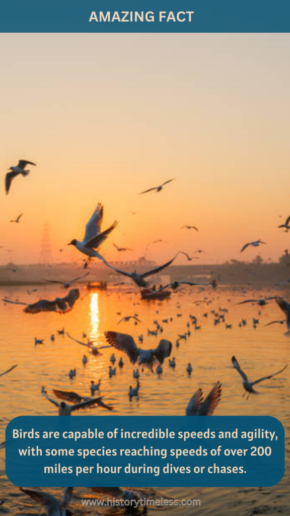 Bird Facts