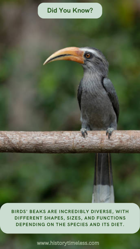 Bird Facts